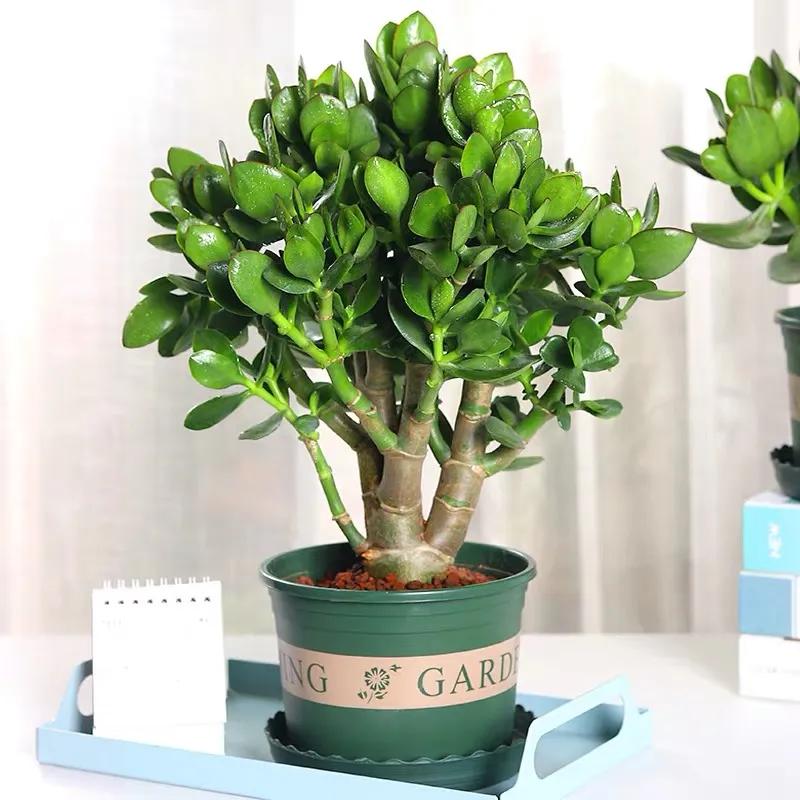 玉树最怕晒什么,玉树最怕冻几年