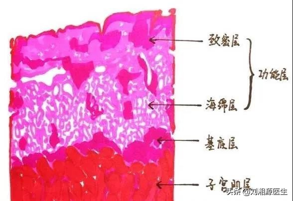免疫不良妊娠的治疗,子宫内膜薄怀孕了保胎治疗