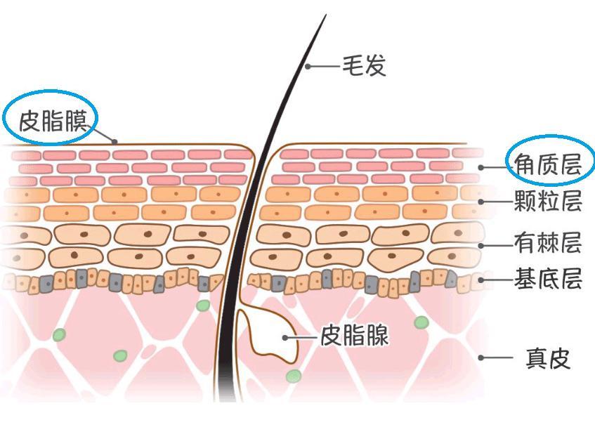 皮肤又油又干怎么办,皮肤外油内干怎么调理最有效