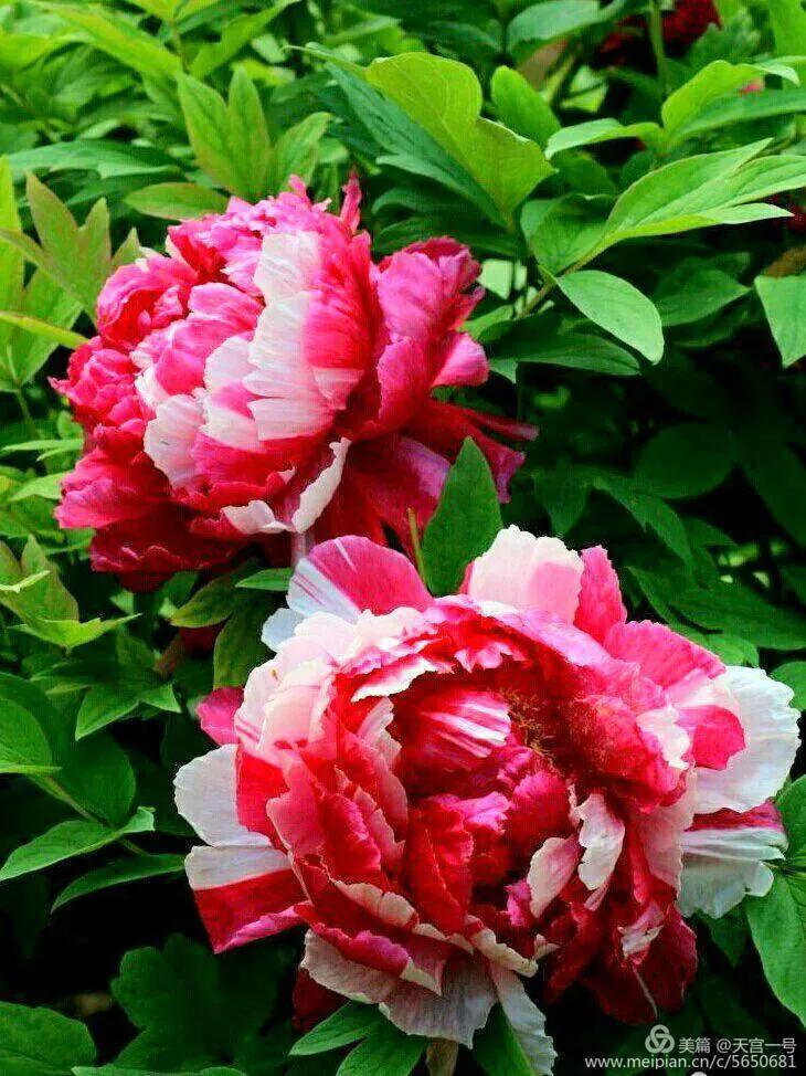 古今贤文牡丹赋,历代牡丹诗赋