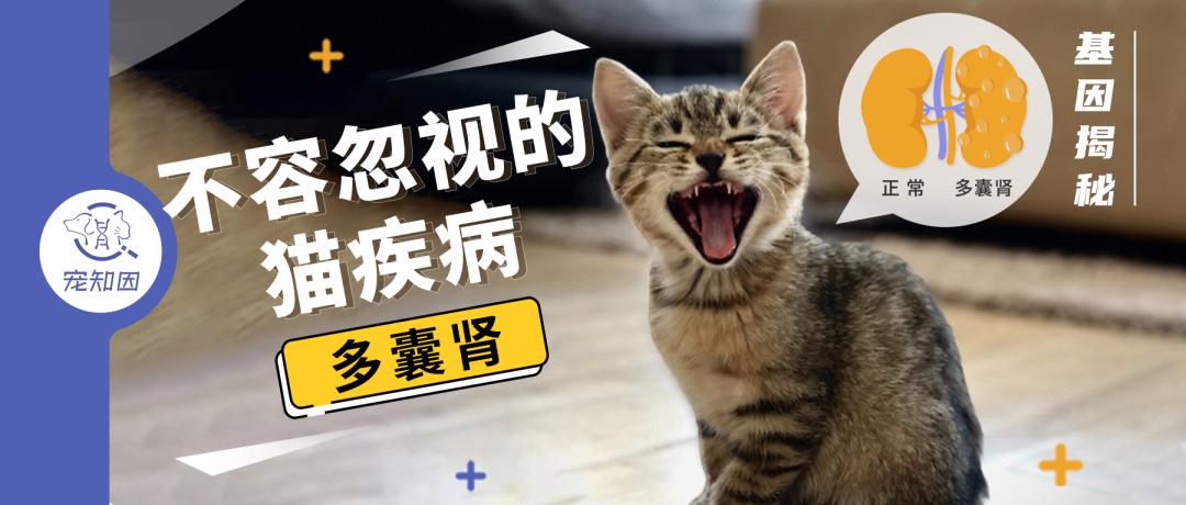 猫咪舌头有溃疡，怎么办？