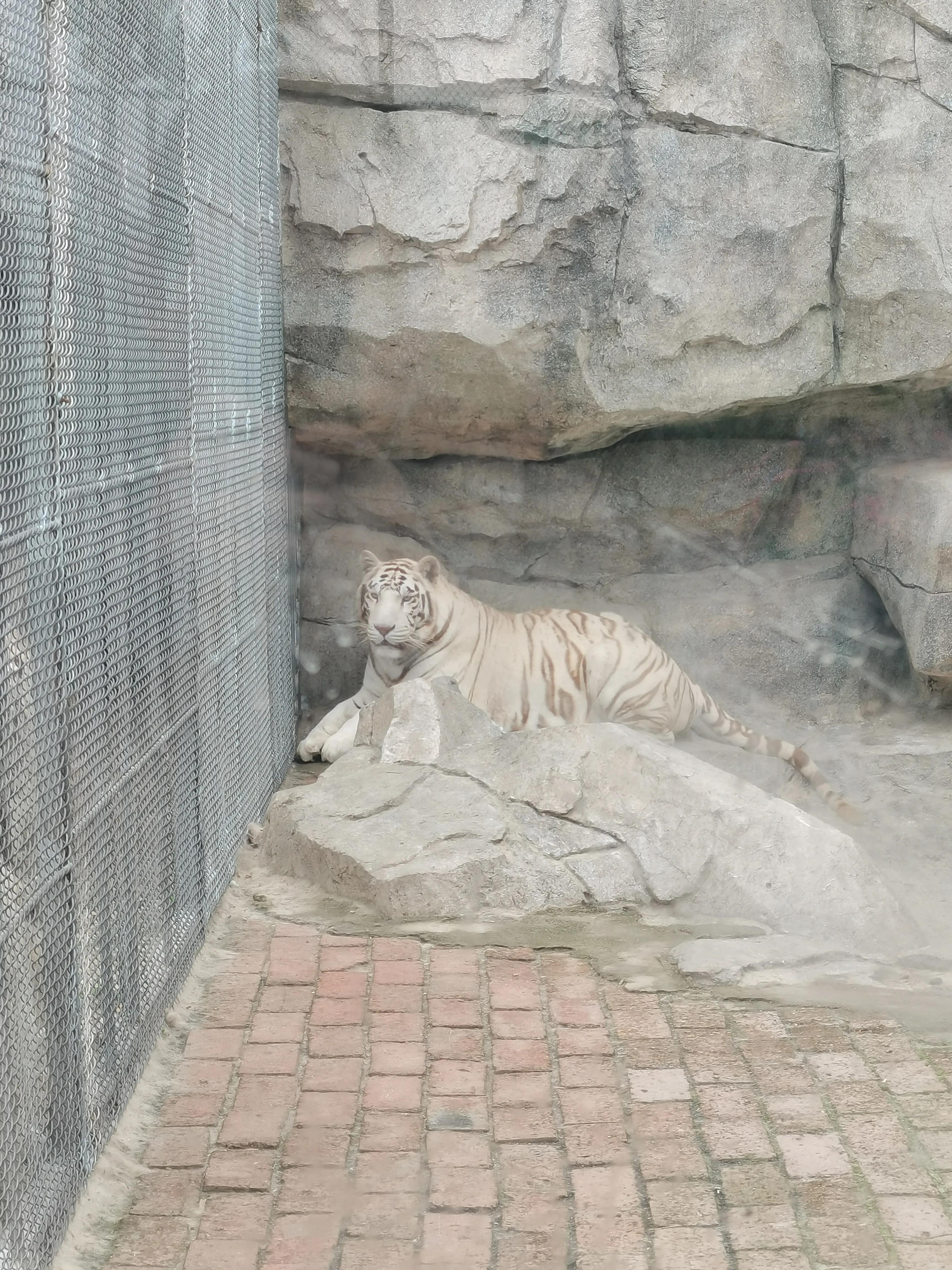 宿州火车站到宿州野生动物园,济南野生动物园和宿州野生动物园