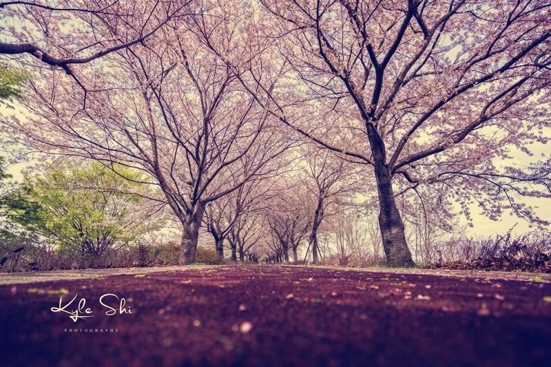 樱花季去日本价格高吗,樱花季去日本旅行