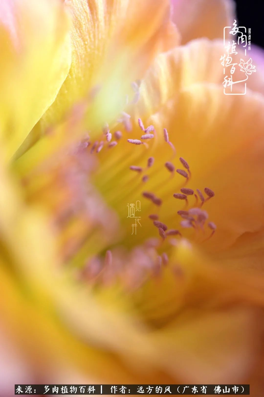 那些花儿在每个角落静静为你开着,那些花儿在每个角落静静地绽放