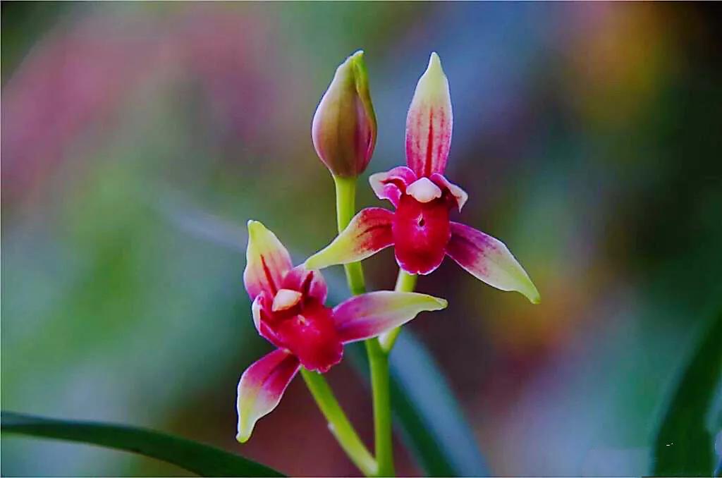 四季兰国魂有多厉害,四季开花的小国魂兰花