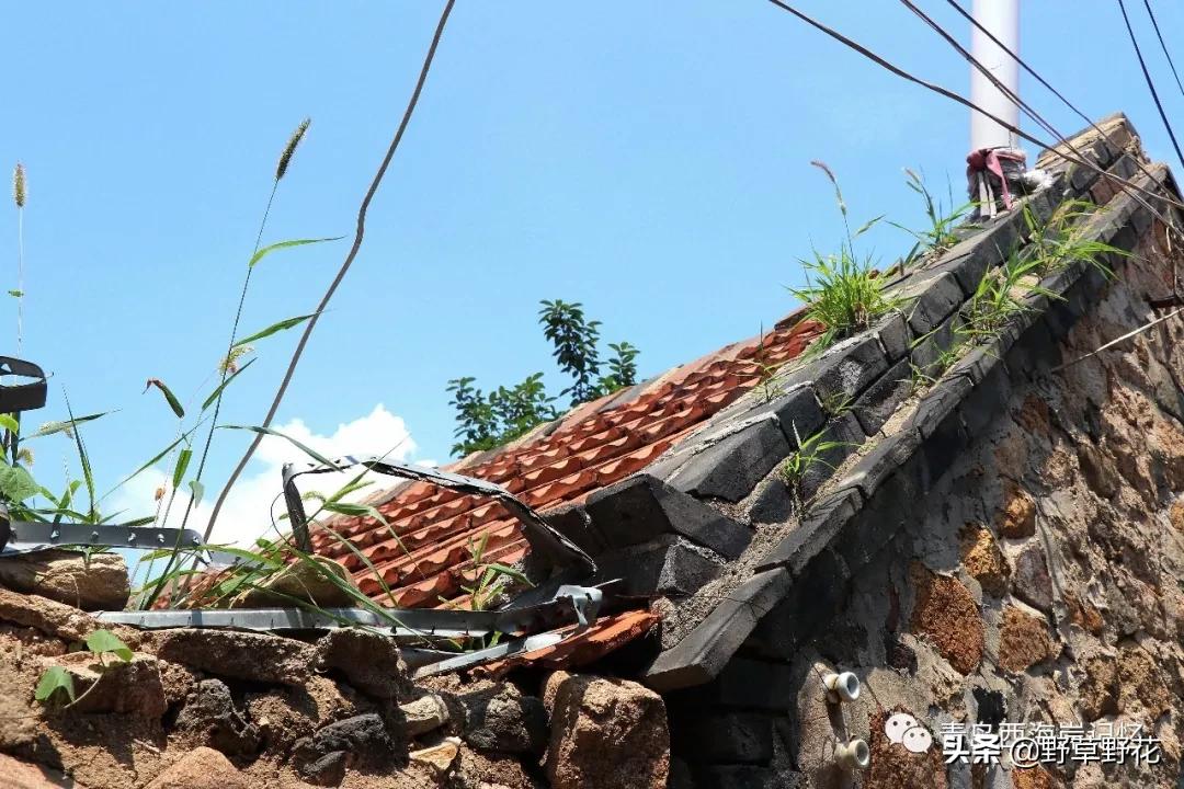 青岛西海岸新区灵山岛简介,青岛西海岸新区历史文化名城