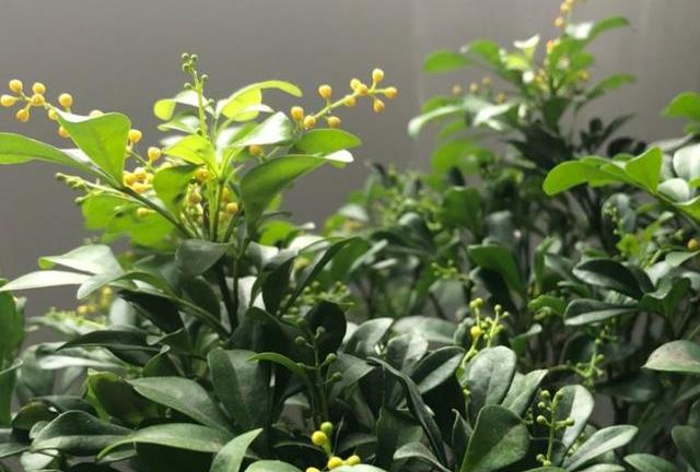 新买米兰花换土怎么处理,怎样给米兰花换盆