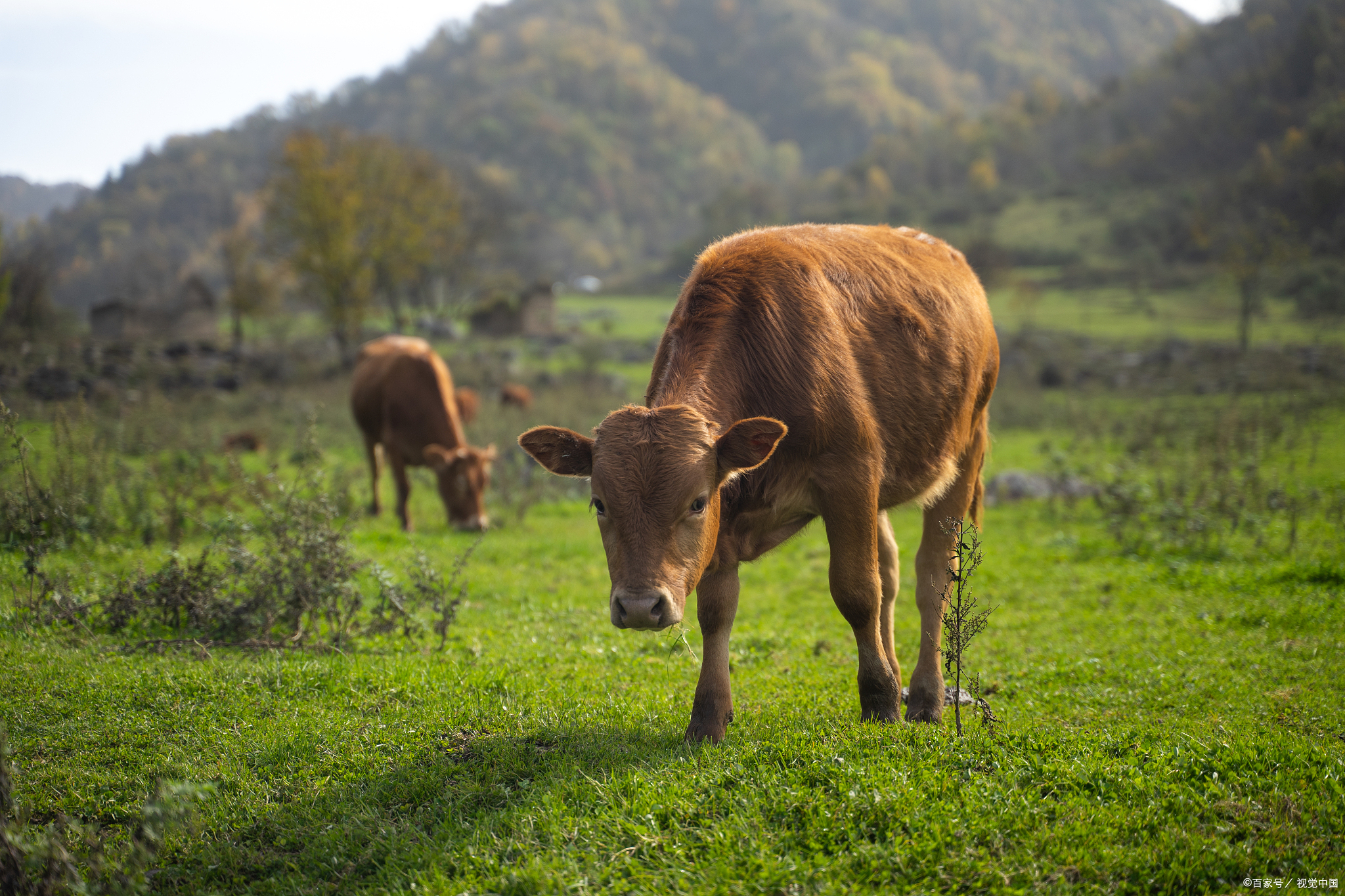 牛瘤胃胀气的原因和症状表现,牛瘤胃胀气治疗用什么药?