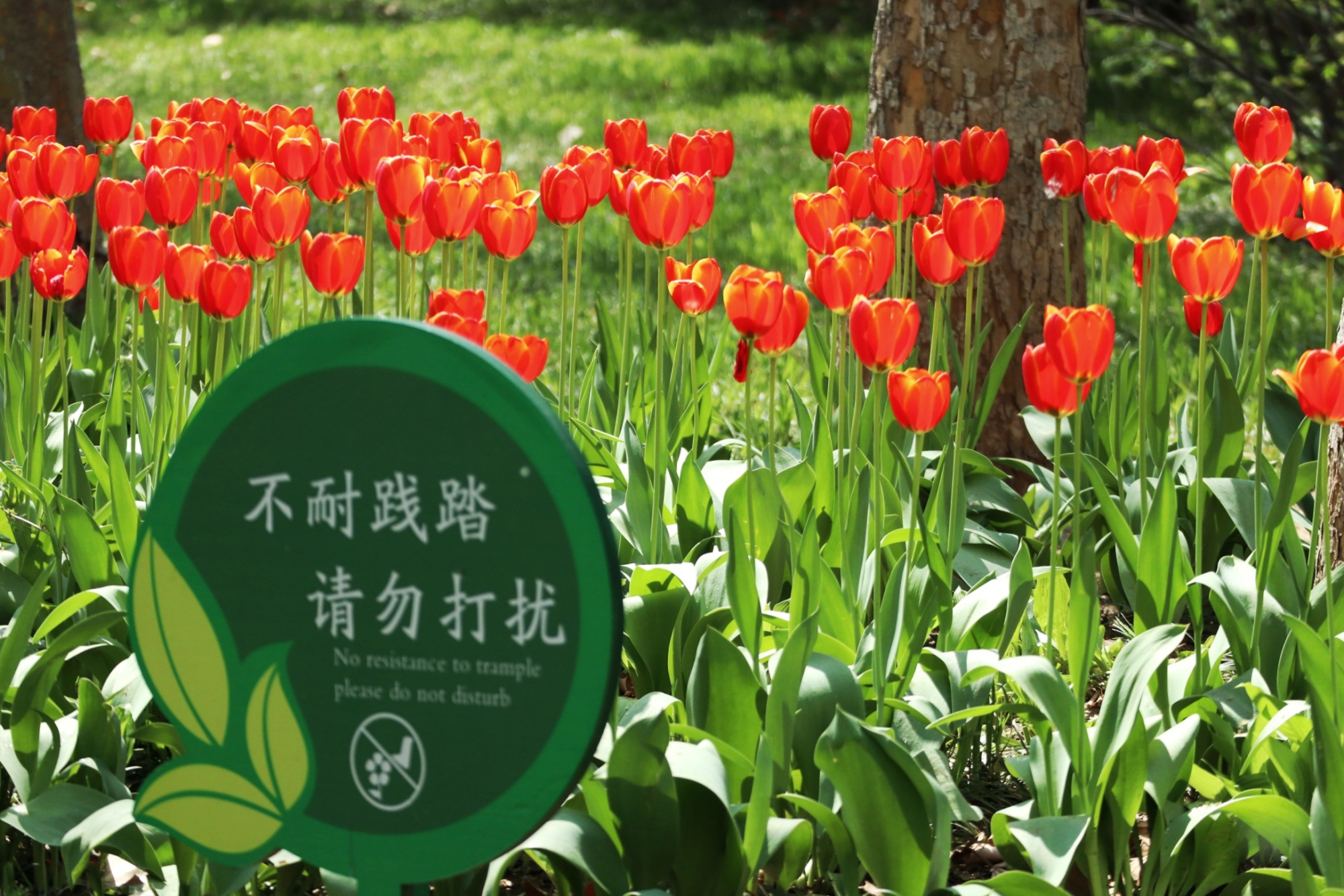 郁金香济南哪里最好,济南万象城郁金香