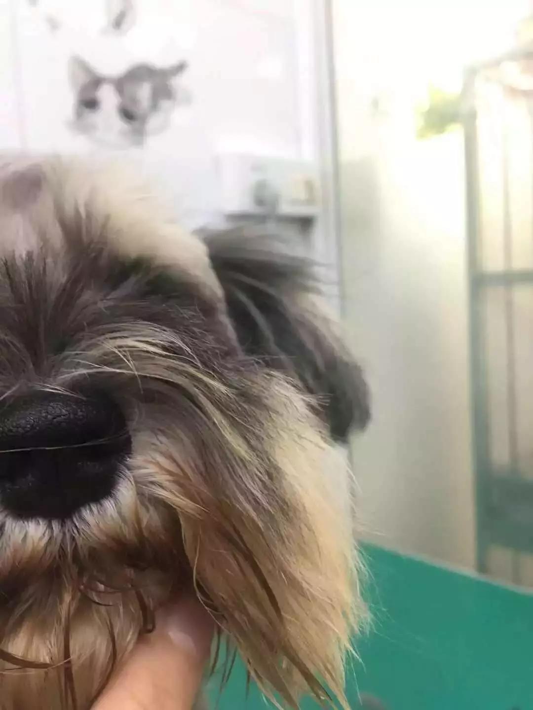 福懋宠物医院驱虫,福懋宠物医院母狗绝育