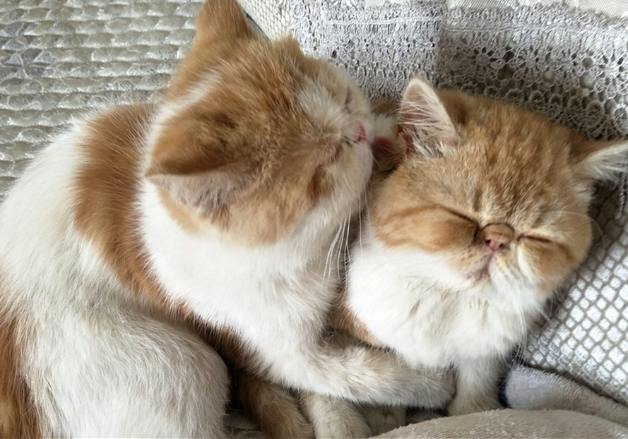 猫咪双眼皮,猫咪眼睑外翻手术有必要吗