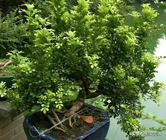 黄珠兰和白珠兰的区别,白珠兰和黄珠兰的区别