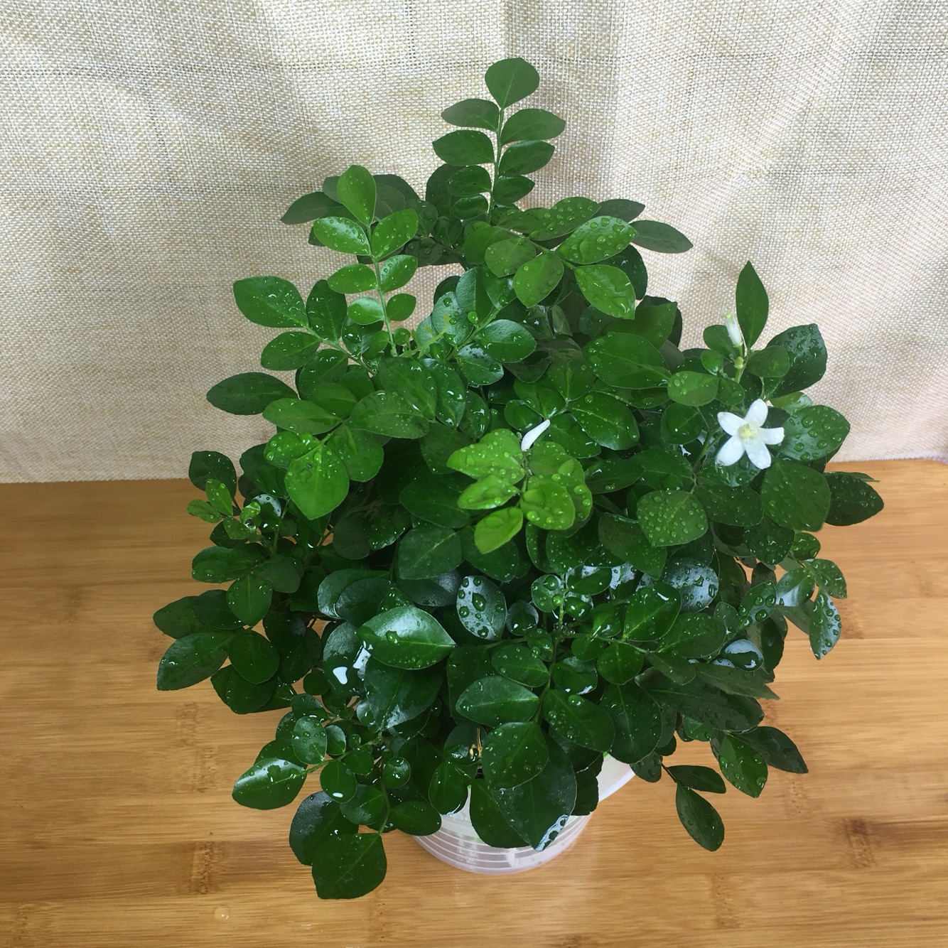 九里香和七里香哪种好养开花香,九里香怎么养才能开花旺盛呢