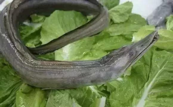 宁波一渔民整理海鲜大全,宁波最全的海鲜