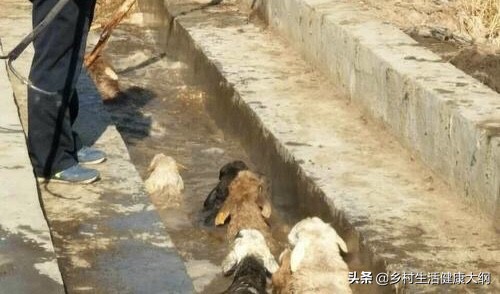 羊打口蹄疫苗应激大怎么处理,羊的应激反应怎么处理