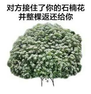 这几天的松江，可真叫人左右为“楠”……