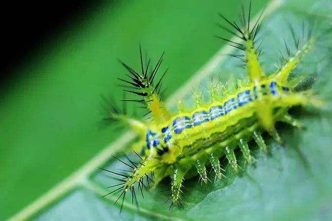 被毛辣子蛰了野外怎么处理,抓洋辣子被蛰了