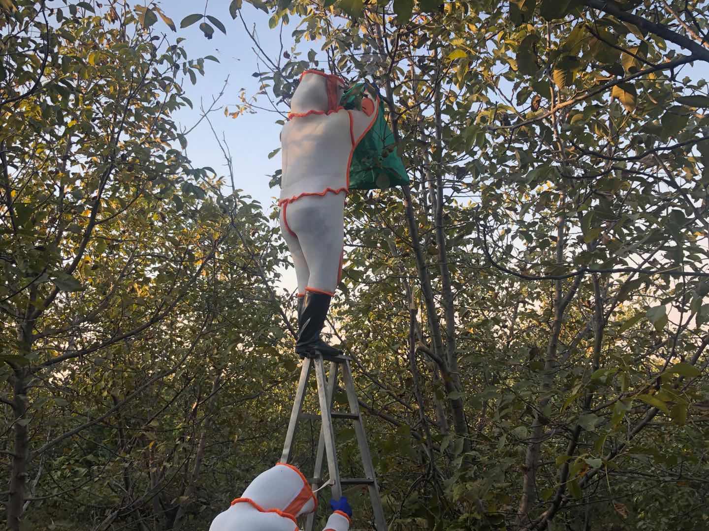 罕见!四川一男子收获2.4米196斤红娘大黑蜂蜂窝,它究竟有多毒?