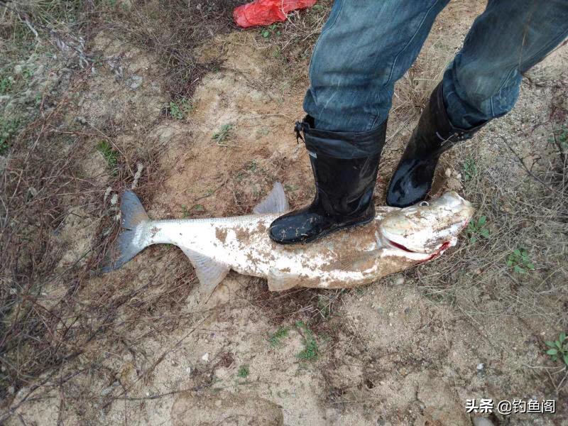 泥鳅钓鱼真的可以钓很多吗,泥鳅钓鱼真的好钓吗