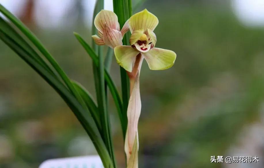 兰花原种老苗是什么,兰花组培和原种有什么区别