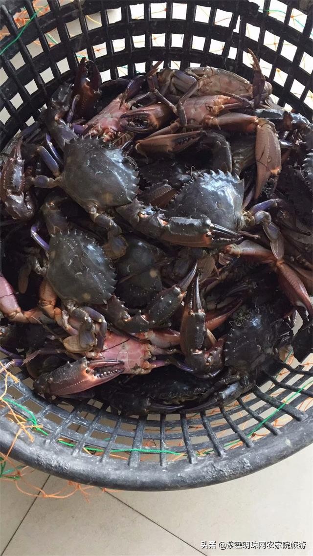 绉︾殗宀涙梾娓稿彲浠ュ嚭娴锋崟楸肩殑鍦版柟 (绉︾殗宀涚墽娴疯繙鑸啘瀹堕櫌)