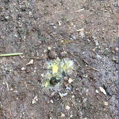 鸡坏死性肠炎治疗方案,鸡肠炎有什么症状表现