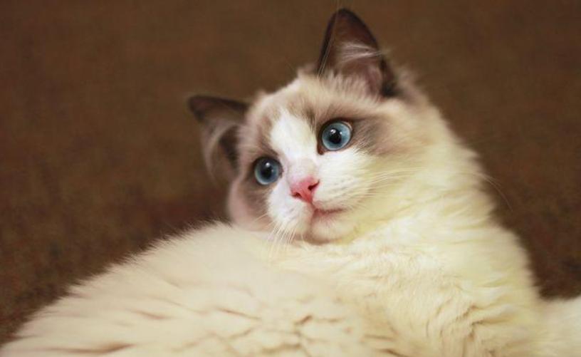 布偶猫奶猫多少钱一只,猫中贵族布偶猫