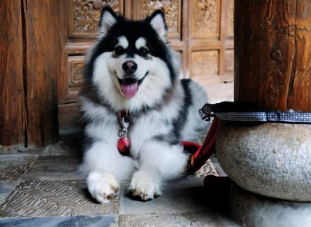 饲养阿拉斯加犬的注意事项,饲养阿拉斯加