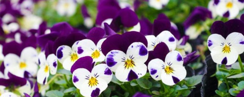 五一草花摆放的图片,春天常见的40种花图片