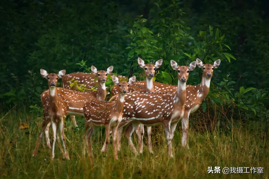 第16届国际摄影艺术展获奖作品,第29届全国摄影艺术展览作品集