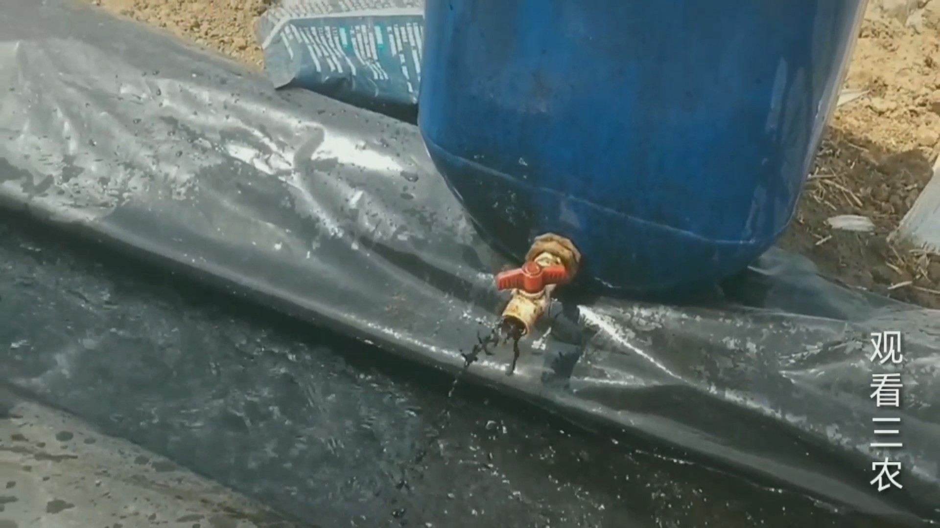 大姜下雨后怎么种植呢视频,种植大姜的正确方法和步骤