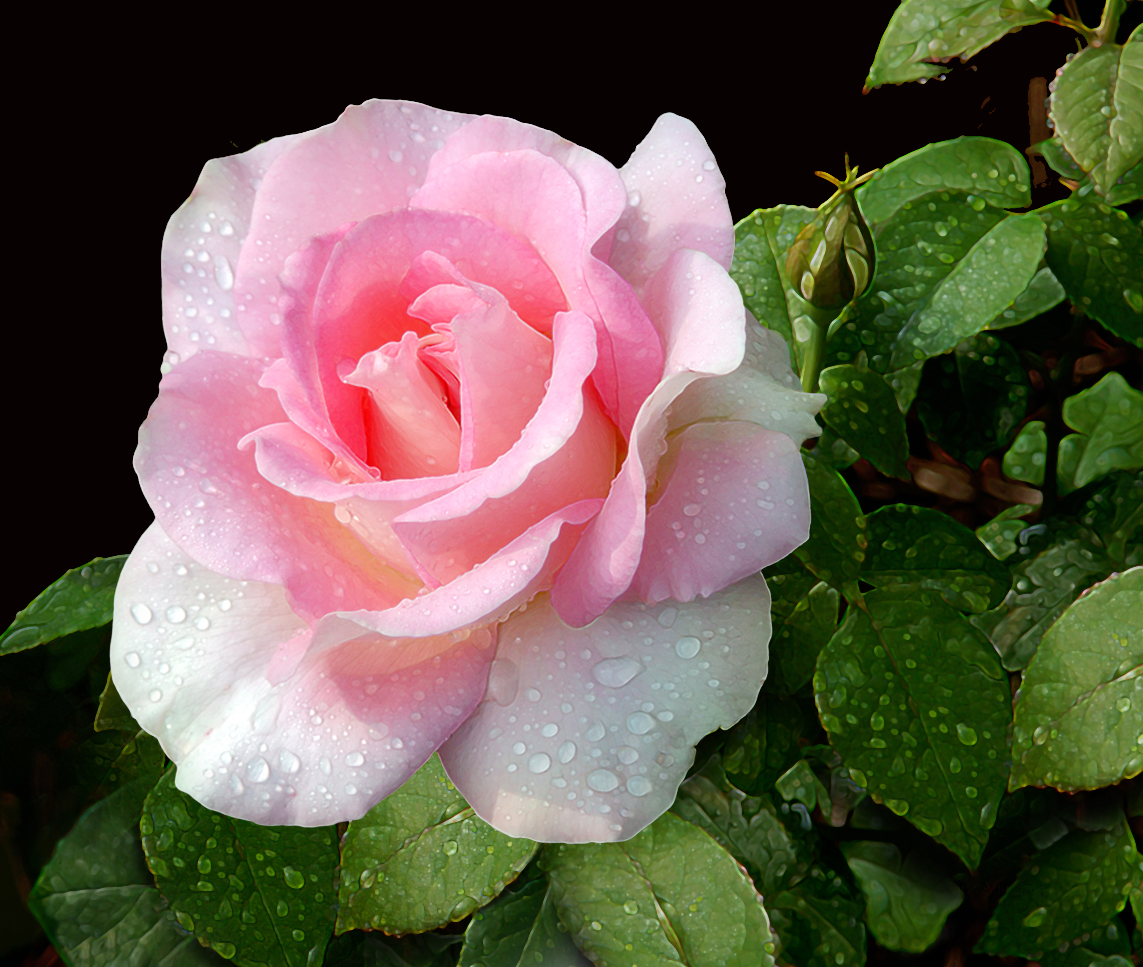 刘墉之子刘轩，手把手教你如何利用心理学，治愈“爱无能”