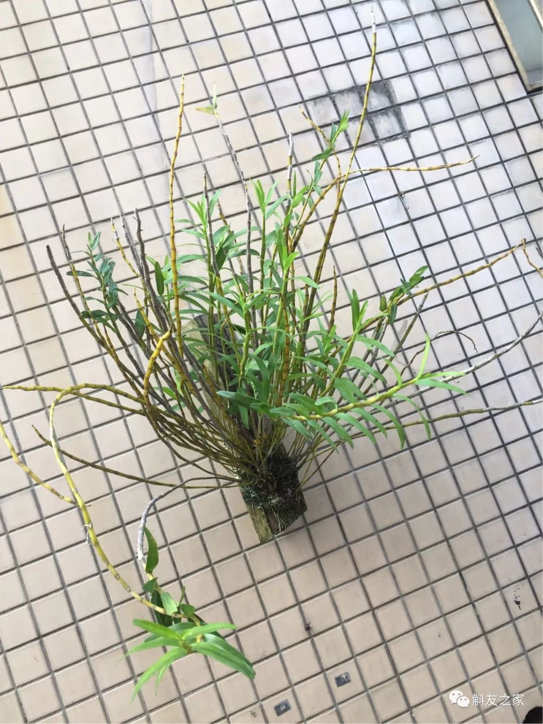 石斛兰对水质的要求你了解多少？