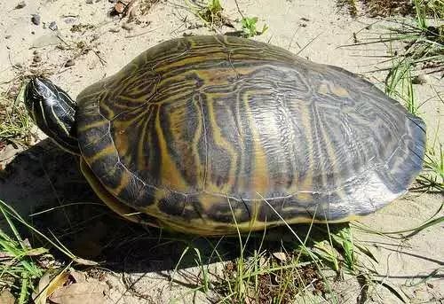 我是谁韩国版人物图片,我是谁日本原版