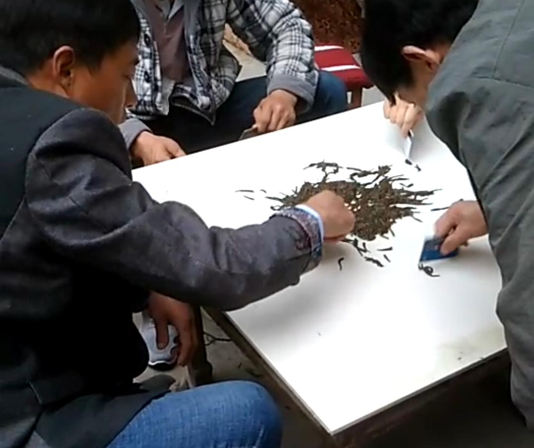 水蛭挣钱,水蛭能致富吗