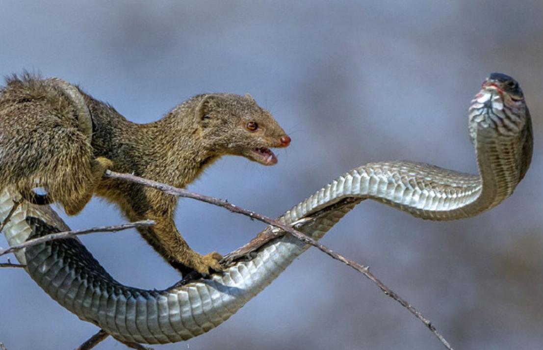 金花蛇飞行原理,没有翅膀也能飞中国科学家