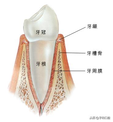 儿童牙齿摔断了一半怎么办,牙齿摔断了可以申请工伤吗