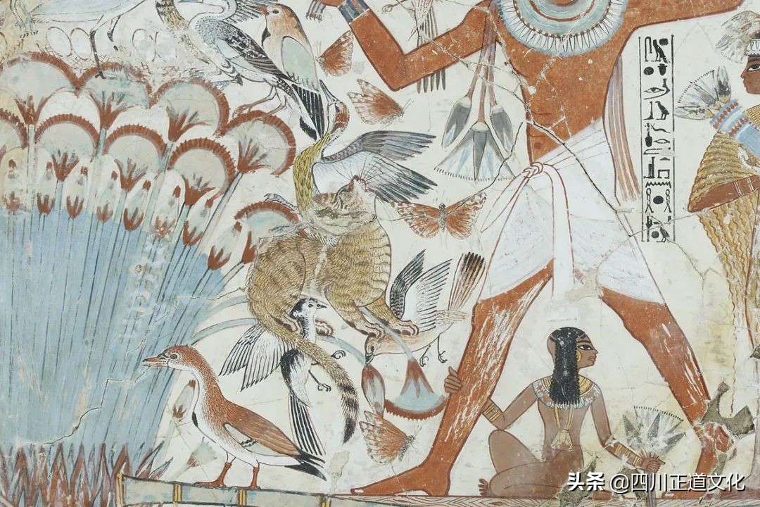 猫的故事,猫的故事视频