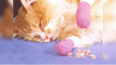 猫咪有哪些必须做的手术,猫咪的残忍手术