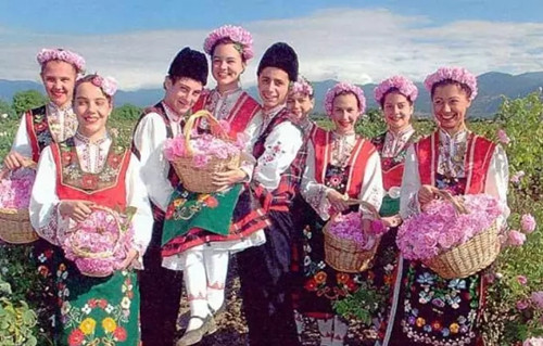 桉树精油科普,每个精油有什么区别