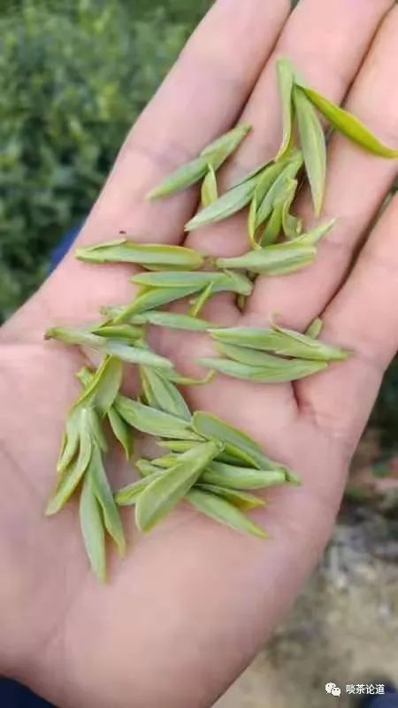 现在上市的新茶值得买吗,现在上市的新茶有哪几种