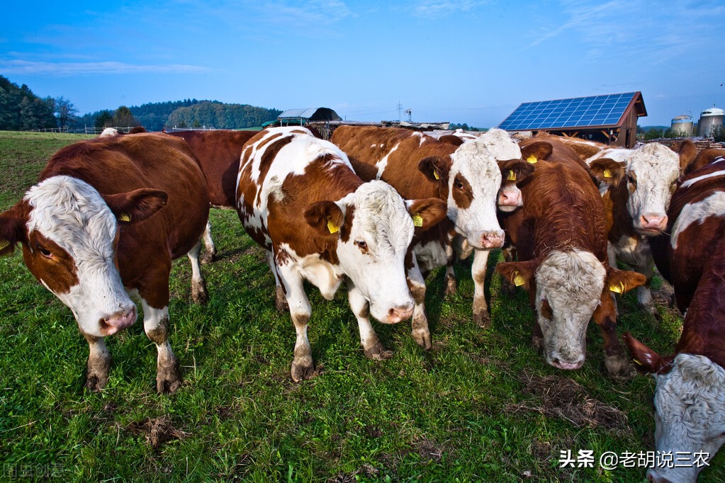 羊蹄子腐烂怎么治,牛蹄子腐烂修理视频外国