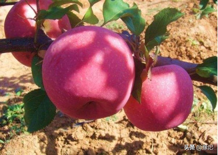 灵宝苹果享誉全国,灵宝的苹果有名吗