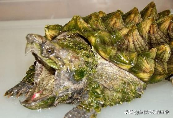 大鳄龟塌背翘甲怎么办,大鳄龟塌背是啥样的