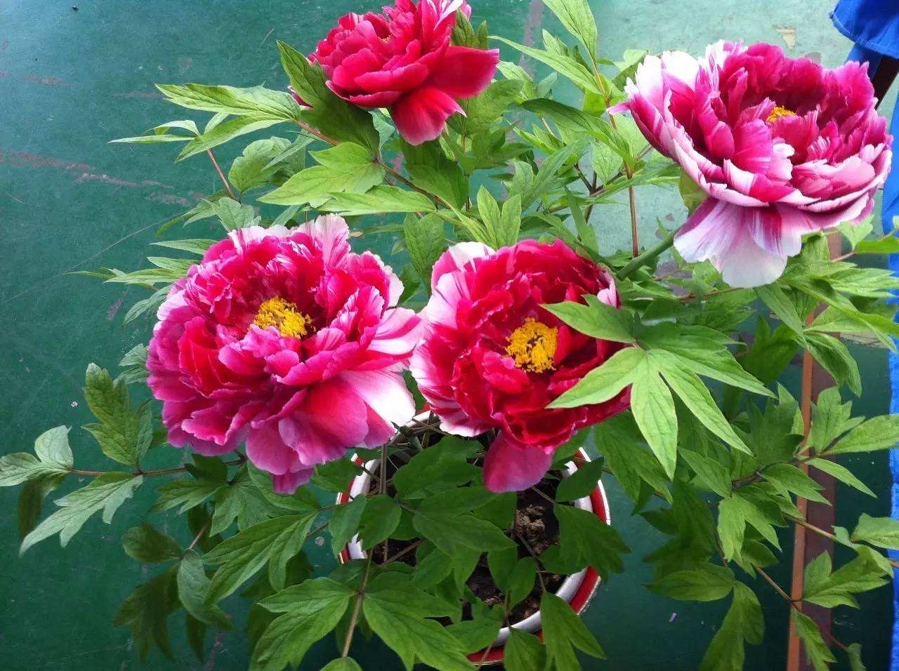 怎么养盆栽牡丹花,养牡丹花怎样浇水