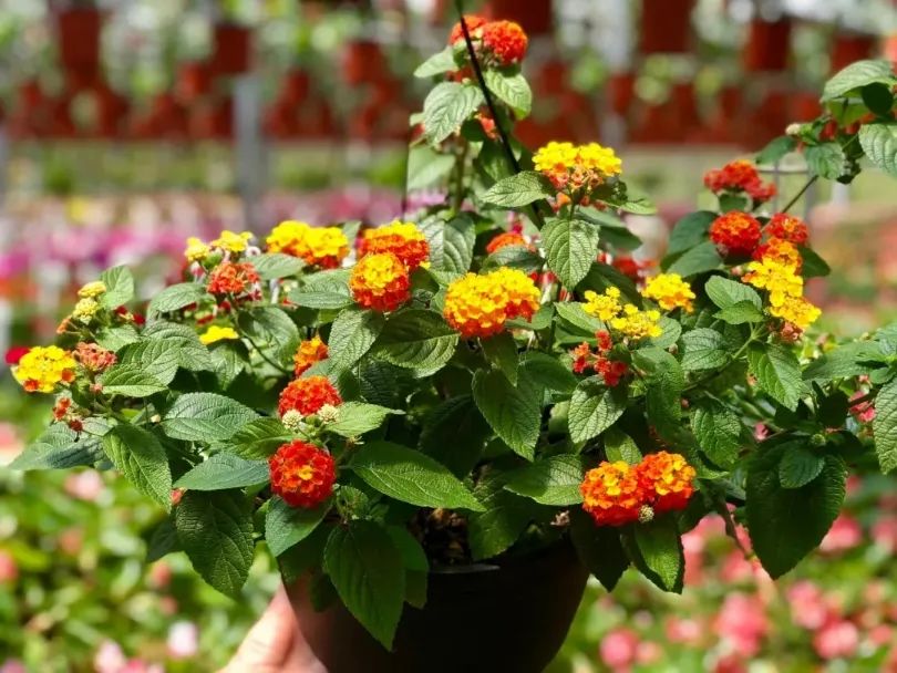 开花灿烂的几种吊盆花，养窗台上就能孕育花朵，不过打理却不容易