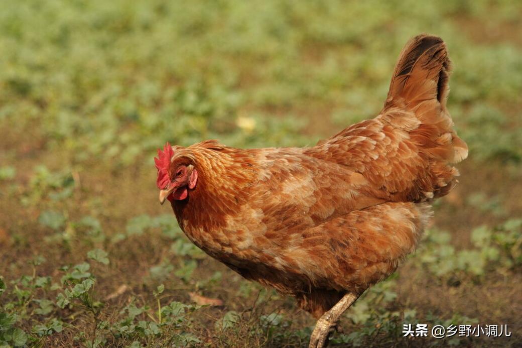 玉米喂鸡的窍门,玉米喂鸡绝招视频