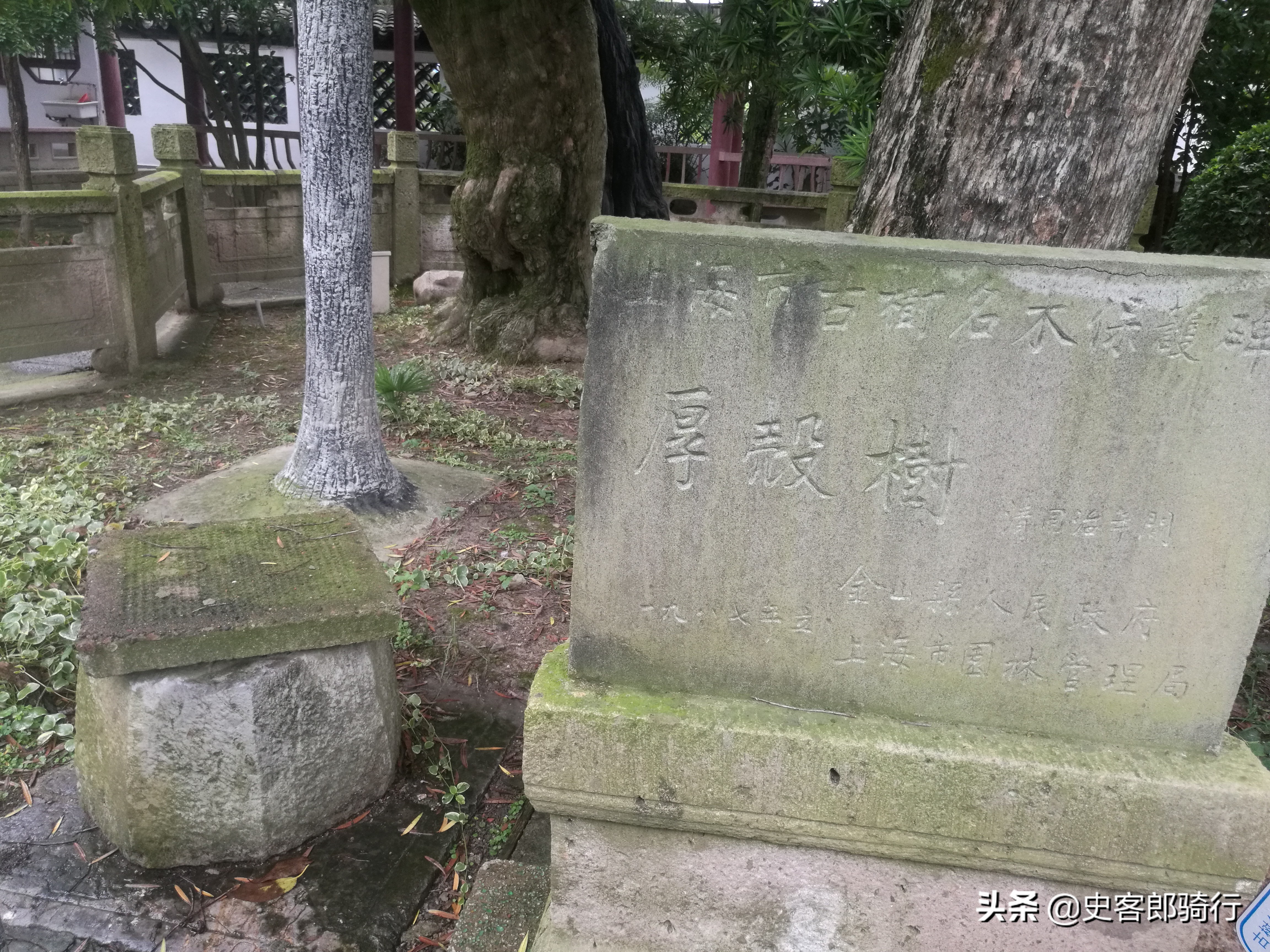 上海骑行看樱花,坐车看上海夜景