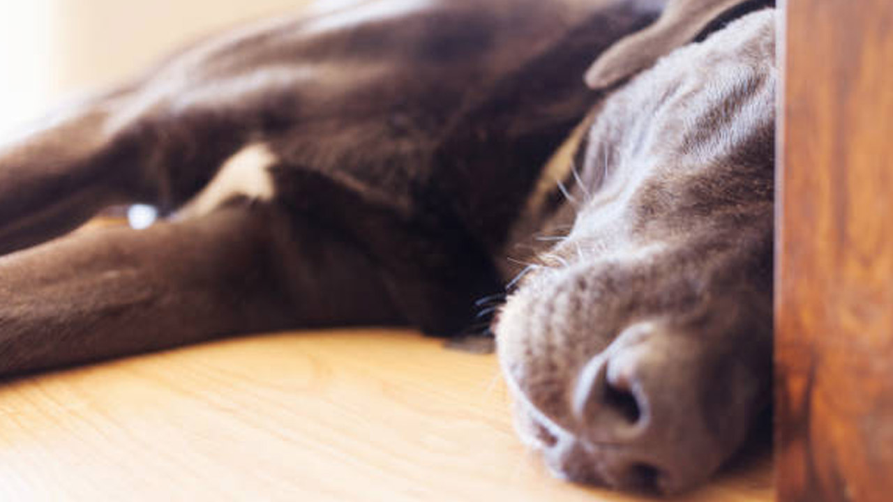 什么会导致癫痫狗狗频繁发病,癫痫狗狗饮食注意什么