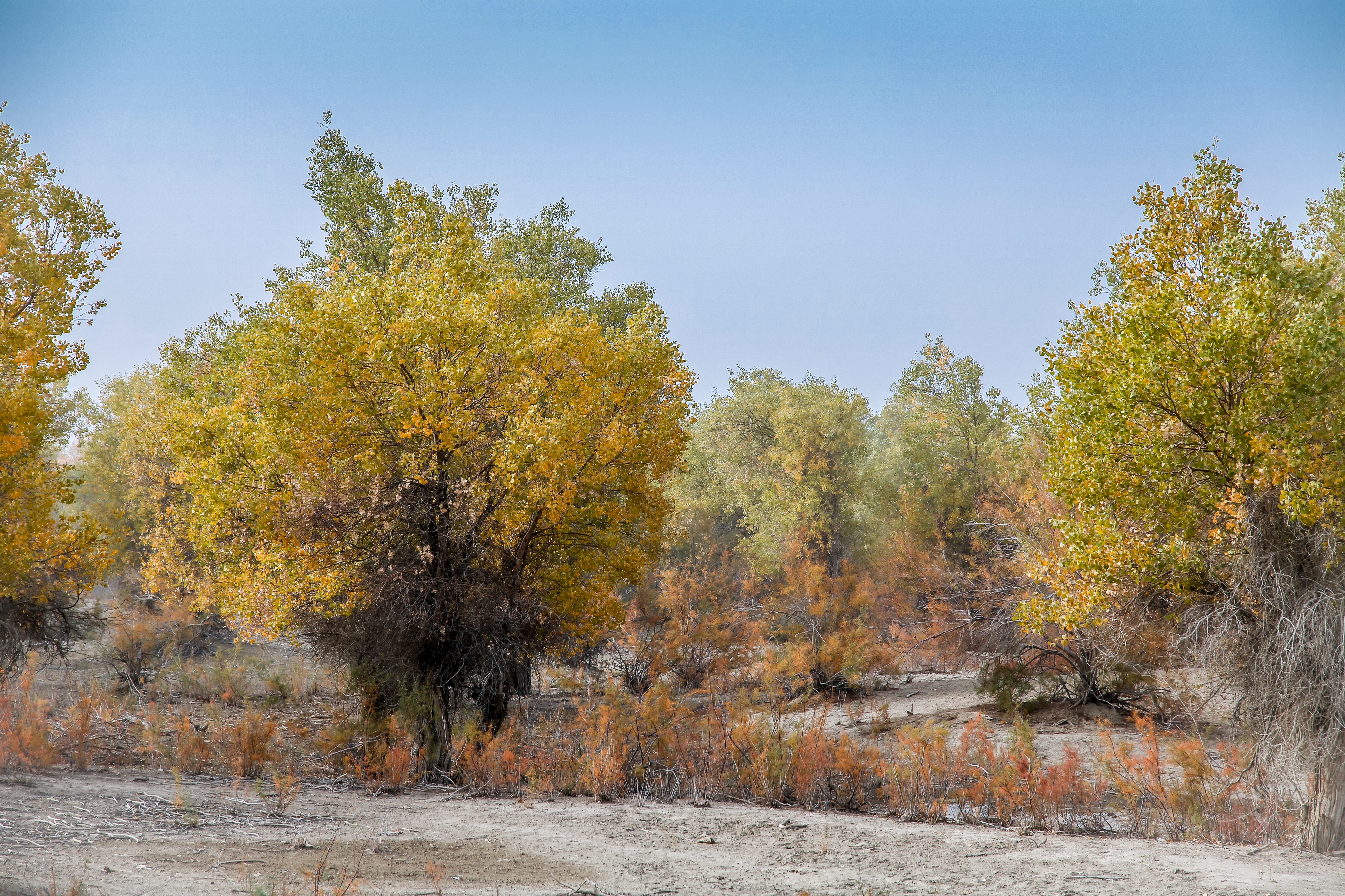 新疆南疆的胡杨,新疆沙雅胡杨林